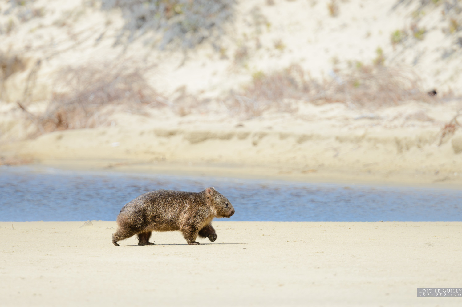 photograph of Wombat walking on a beach in Tasmania